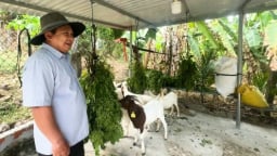 Khuyến nông Quảng Ngãi triển khai 9,2 tỷ đồng tạo sinh kế cho người dân