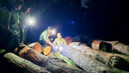 Vi phạm lâm luật và bài toán quản lý đất rừng