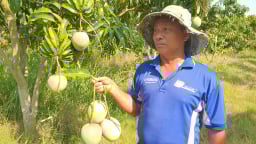 Xoài Úc rớt giá, nông dân chẳng buồn thu hoạch