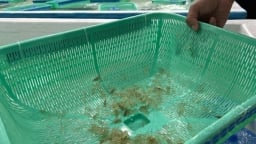 Ngăn chặn nhập lậu, buôn bán, vận chuyển trái phép tôm hùm giống