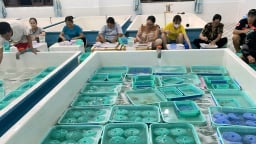 Giám sát tôm hùm giống: Xử lý nghiêm các hành vi vi phạm