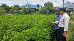 Trồng rau ngót theo hướng hữu cơ, thu nhập trăm triệu mỗi năm