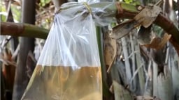 Mật và đường dừa nước Cần Giờ sẵn sàng ra thị trường thế giới
