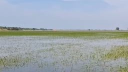 Đề phòng ngập úng nơi trũng thấp dù lũ đầu nguồn ở mức thấp