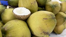 Nửa đầu năm, xuất khẩu dừa tăng trưởng trên 20%