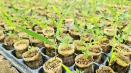 Hiện đại hóa vườn ươm bằng bầu hữu cơ siêu nhẹ