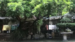 Ký ức bóng cây và căn cốt tinh thần dân tộc