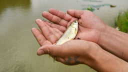 Nuôi cá trắm cỏ dưới ruộng lúa - Lựa chọn của người ít vốn