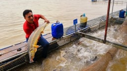 Cuộc di cư của con cá nước lạnh từ miền núi xuống đồng bằng