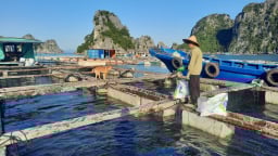 Buộc khung bè, hạ thấp lồng nuôi thủy sản trước khi lên bờ