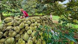 Nâng cao chất lượng sầu riêng: Kiểm soát chặt mã số vùng trồng, mã đóng gói