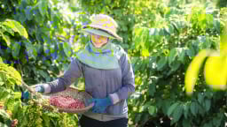 Giá cà phê lập đỉnh, doanh nghiệp đua nhau mở nhà máy chế biến
