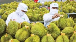 Sầu riêng tươi xuất khẩu có quy trình an toàn thực phẩm thống nhất toàn quốc