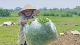 Định danh rau má Hàm Rồng