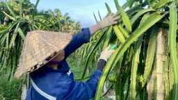 Nước tưới, mồ hôi và sinh kế bền vững từ thanh long