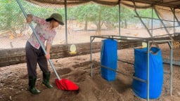 Gà khỏe mạnh, thịt săn chắc, thơm ngon nhờ thức ăn vi sinh