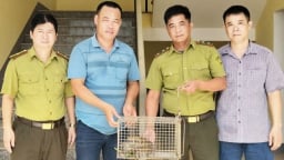 Phát hiện rùa núi quý hiếm trong vườn nhà, người dân báo kiểm lâm