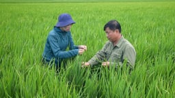 Lúa xuân đồng bằng sông Hồng hứa hẹn thắng lợi