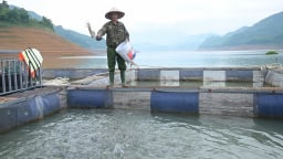 Người nuôi cá lòng hồ Hòa Bình chủ động ứng phó nước rút sâu