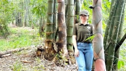 Tre khổng lồ- giải pháp phục hồi sinh thái rừng