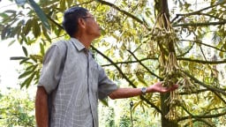 Nâng cao hiệu quả cây sầu riêng vùng trung du Nam Trung Bộ