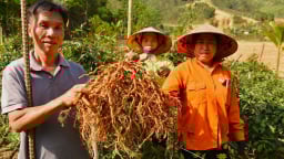 Lạc giữa vườn cây 'ruột gà' ở Tân Sơn