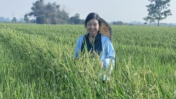 Người đàn bà khóc cùng lúa lai