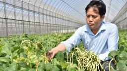Giống đậu rau ĐRV18 chịu nhiệt, không cần bắc giàn