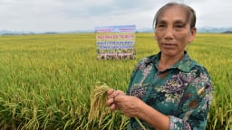 Muốn cấy lúa phát thải thấp phải đi ngược tư duy lúa nước ngàn năm