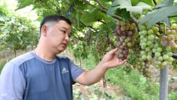 Chàng trai bệnh nặng được chữa lành bằng nông nghiệp sinh thái