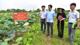 Đa dạng hệ sinh thái cho cây sen Hà Nội