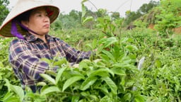 Vị thủ lĩnh ba kích tím ở đất Tây Sơn