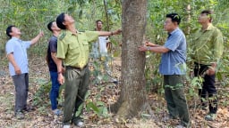 30 năm trồng rừng tạo sinh kế bền vững cho nông dân