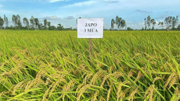 Japo 3 Mùa giống lúa chiến lược chinh phục thị trường Nhật Bản