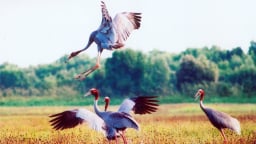 Hồi sinh vùng đất ngập nước Tràm Chim