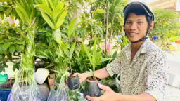 Thị trường cau giống sôi động