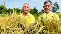 Trồng lúa giảm phát thải, lợi nhuận tăng hơn 20%