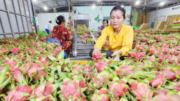 Xây dựng chuỗi giá trị trái cây chủ lực phục vụ xuất khẩu