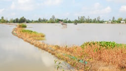 Chủ động đón lũ để phục hồi đất lúa