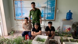 Phát hiện 317 cây cần sa trong nhà dân