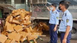 Tiêu hủy hơn 2,5 tấn nấm kim châm