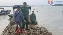Mua hàu 'Tam Bội' từ Trung Quốc về Việt Nam bán kiếm lời