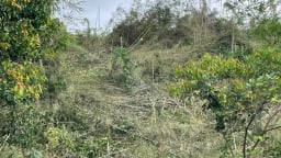 Chuyển Công an hồ sơ vụ phá gần 2ha rừng phòng hộ Đắk Glong