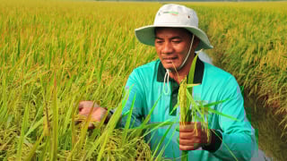 Ruộng sạch, lúa khỏe nhờ thuốc bảo vệ thực vật sinh học