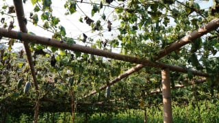 Bắc Kạn: Bí xanh chết hàng loạt