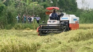Nông dân than lúa xuân rơi vãi trên đồng ruộng do máy gặt gặp sự cố