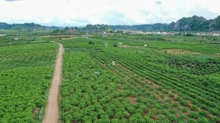 Hiến kế phát triển bền vững cây ăn quả Sơn La