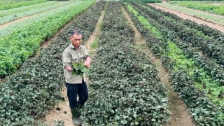 Trồng rau gia vị, tiền thu đều đều
