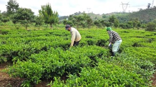 Nhiều nông sản hữu cơ của Quảng Ngãi vươn thị trường quốc tế