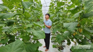 Nông nghiệp xanh trên vùng cát bạc màu